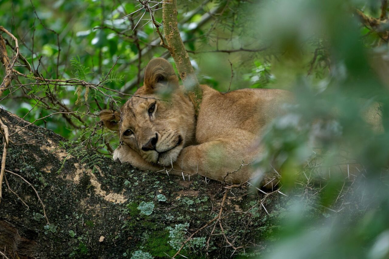 A lioness sleeps in a tree in Manyara National Park.