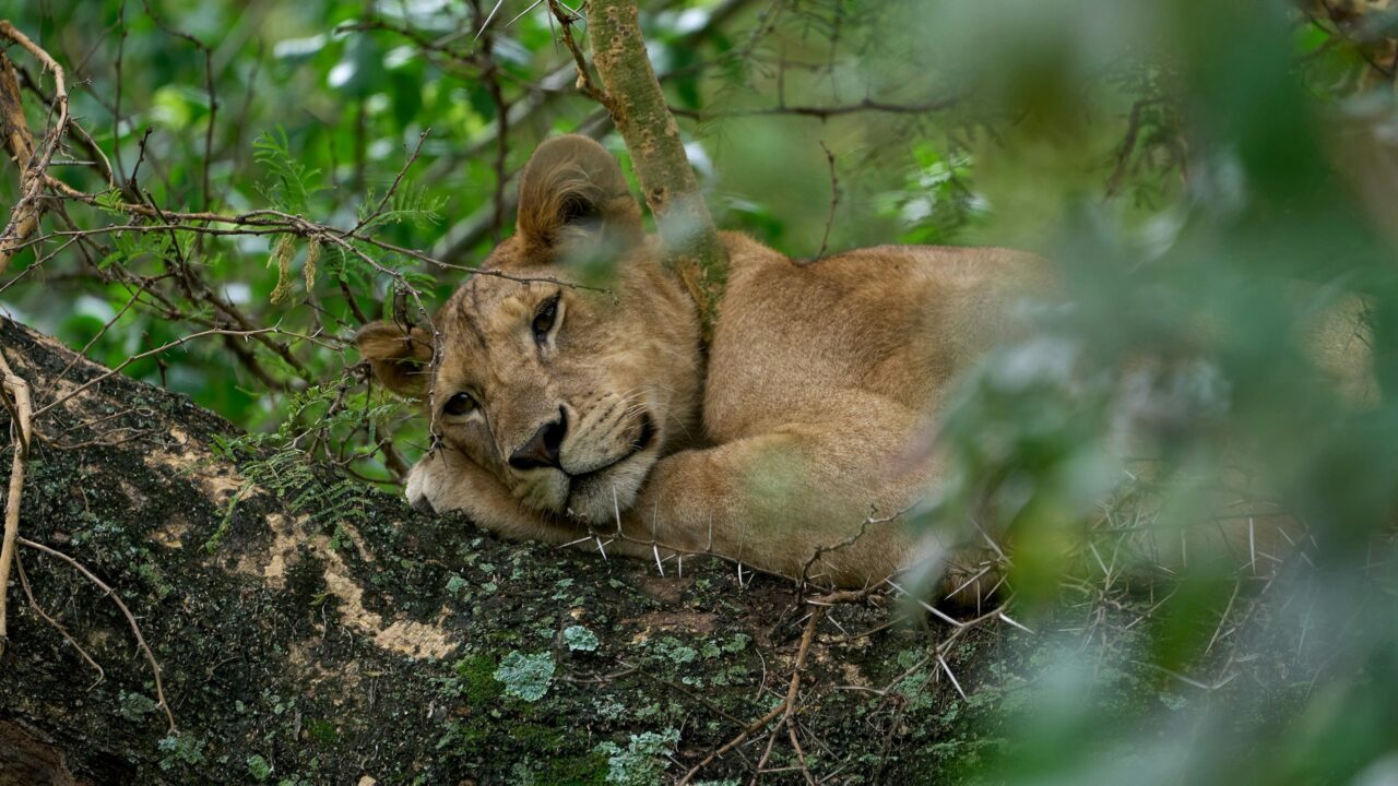 A lioness sleeps in a tree in Manyara National Park.