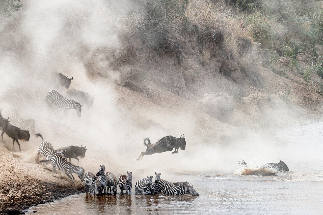 Zebras Masai Mara - Top Safari Experiences