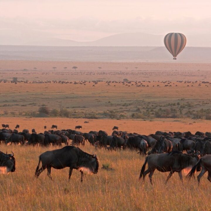 Great migration hot air balloon - amazing safari experiences