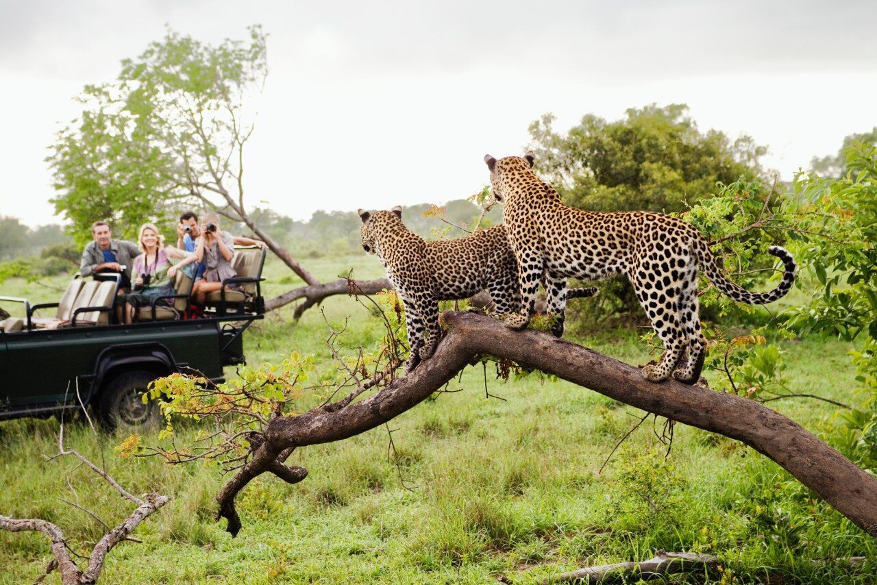 Sabi Sands Leopards - Kruger National Park