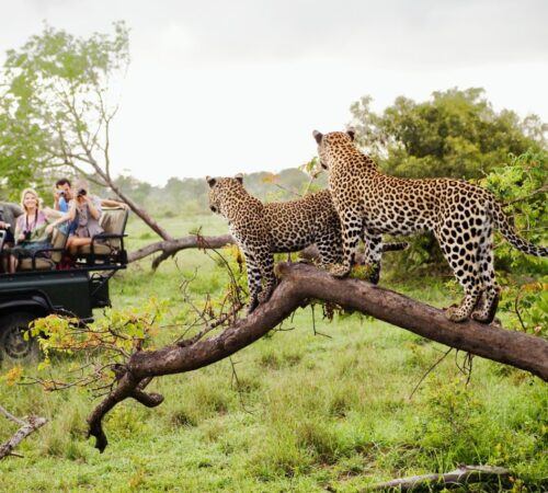 Sabi Sands Leopards - Kruger National Park