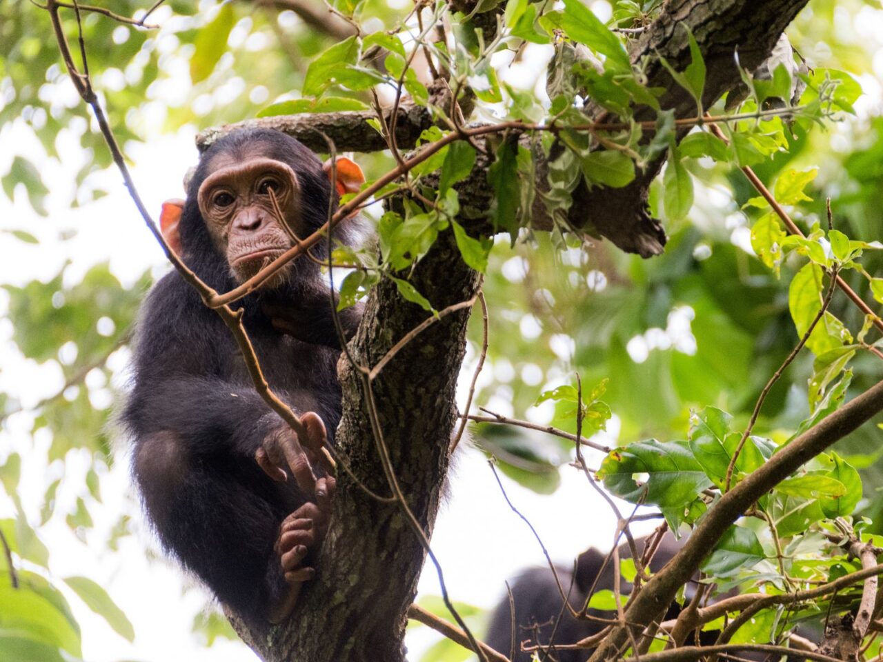 A young chimpanzee looks down from its perch in the branches in the Mahale Mountains National Park.