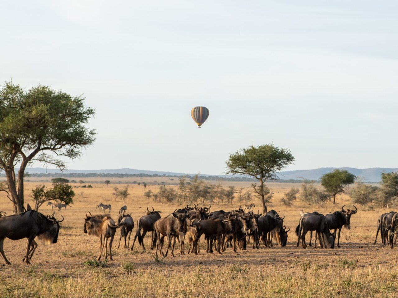 A balloon floats in the sky over the golden plains of the Serengeti. In the middle ground are a herd of wildebeest.