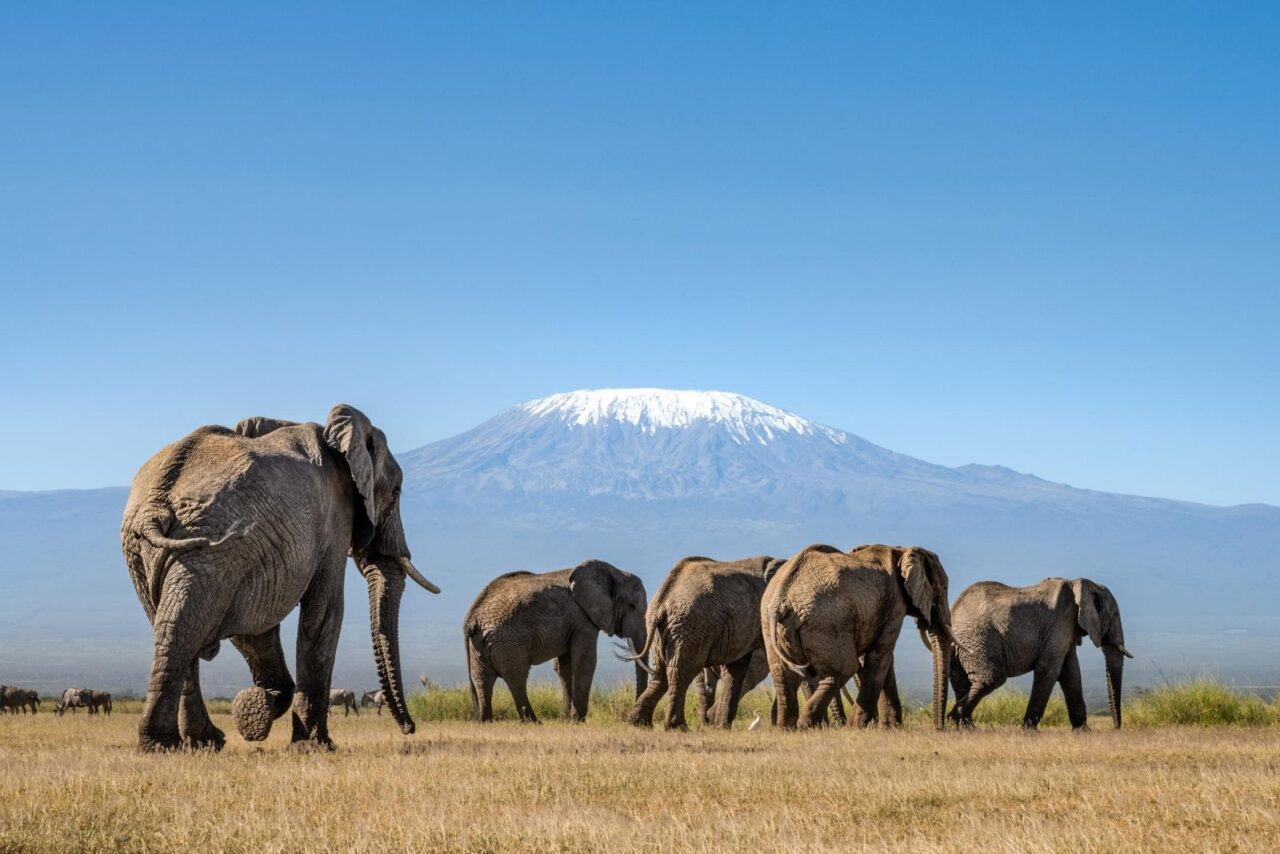 The back of elephants walking on a grassy plain. Behind them is the snow-capped peak of Mount Kilimanjaro. This is Angama Amboseli, one of the best reasons to visit Kenya.