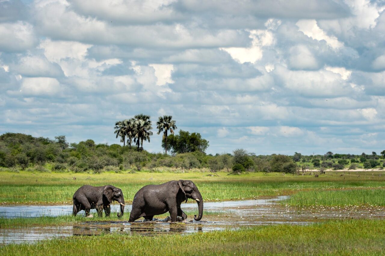 An elephant and a calf wade through water surounded by greenery in the Okavango Delta.