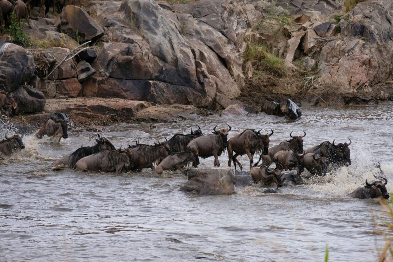 A herd of wildebeest crosses a rocky river during the Great Migration, splashing through the fast-moving water as they move toward the opposite bank. The scene is dramatic and chaotic, with the rugged terrain and rushing water highlighting the intensity of their journey.