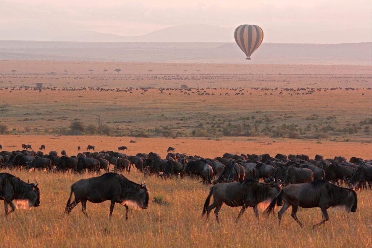 Golden hour on the grassy plains of the Mara. Silhouetted wildebeest walk in the golden light and a hot air balloon is suspended in the air in the distance. The Great Wildebeest Migration is one of the best reasons to visit Kenya.