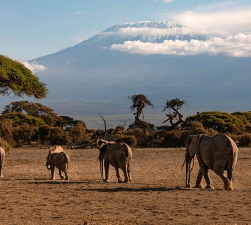 A group of elephants walk in the golden light under the shadow of Mount Kilimanjaro on the Kenya side.