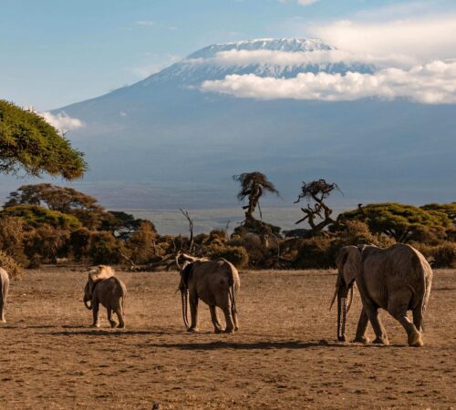 A group of elephants walk in the golden light under the shadow of Mount Kilimanjaro on the Kenya side.