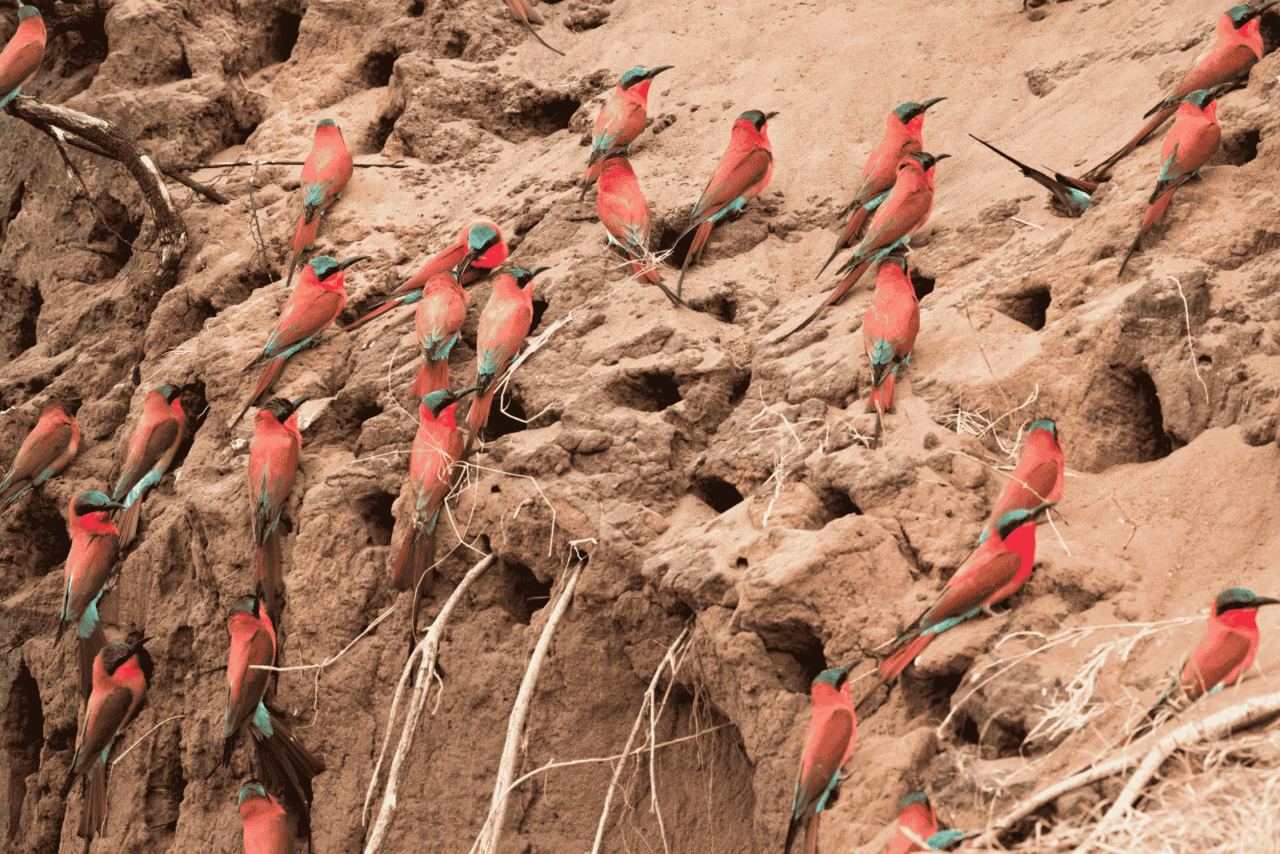 A large group of vibrant Carmine Bee-eaters with crimson bodies and turquoise-blue wings cling to a sandy cliffside filled with nesting holes, showcasing a bustling bird colony. Spotting these colourful birds is one of the best birding safaris you can do in Africa.