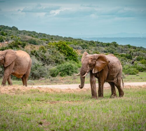 Two muddy elephants face left standing in green grass in Eastern Cape, South Africa.