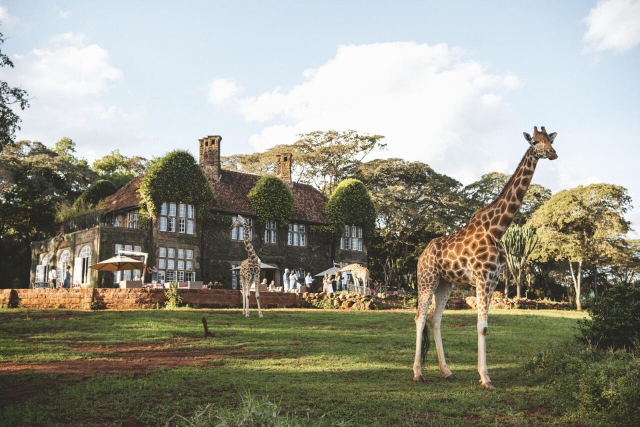 A giraffe stands on the lawn in front of a large manor house covered in Ivy. Giraffe Manor in Kenya.