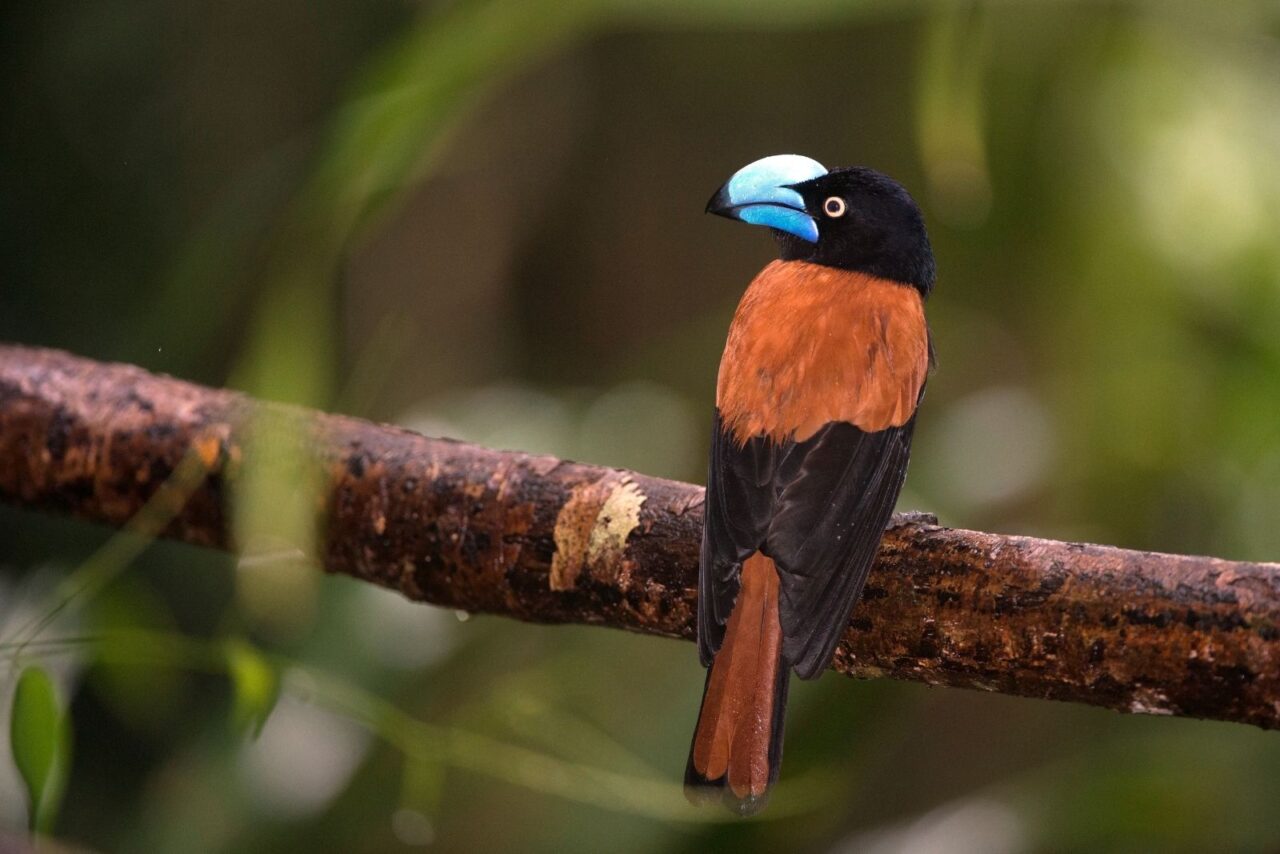 A colourful brown and black bird with blue on its beak sits on a branch facing away from the camera. The background is blurred. This is the famous Helmet Vanga in Madagascar.