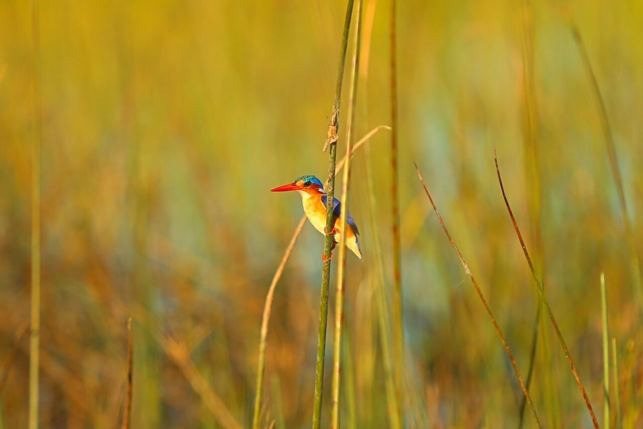 A kingfisher with blue feathers and a red beak sits on a reed surrounded by grass in the Okavango Delta in Botswana.