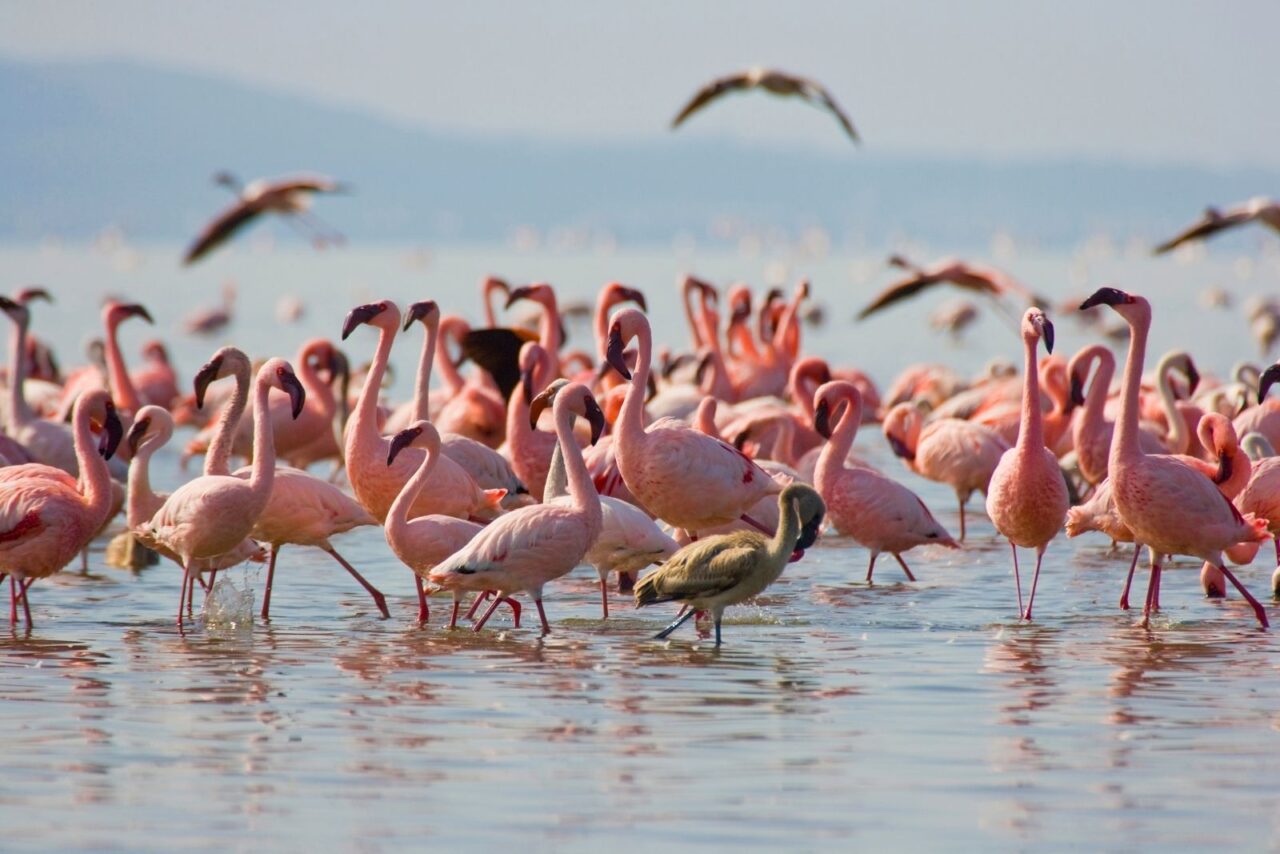 A dense flock of pink flamingos wade in the shallow waters of Lake Nakuru, with mountains in the background and a few birds mid-flight above the scene. These are amng the most popular birding safaris in Africa.