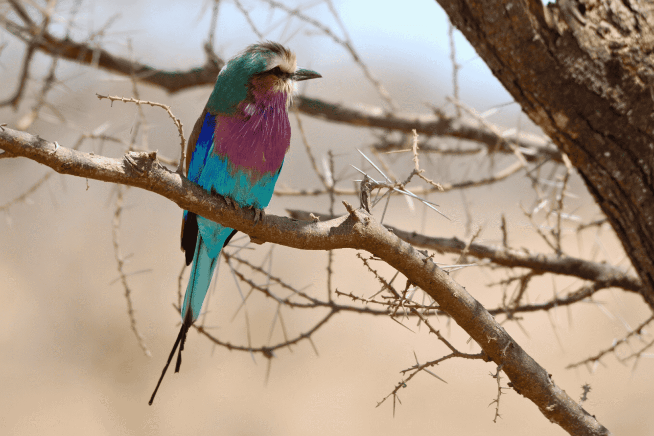 A striking Lilac-breasted Roller perches on a thorny branch, displaying its vivid mix of turquoise, violet, and blue plumage against a blurred, arid savanna backdrop. These are colourful birds to see on your birding safaris in Africa.