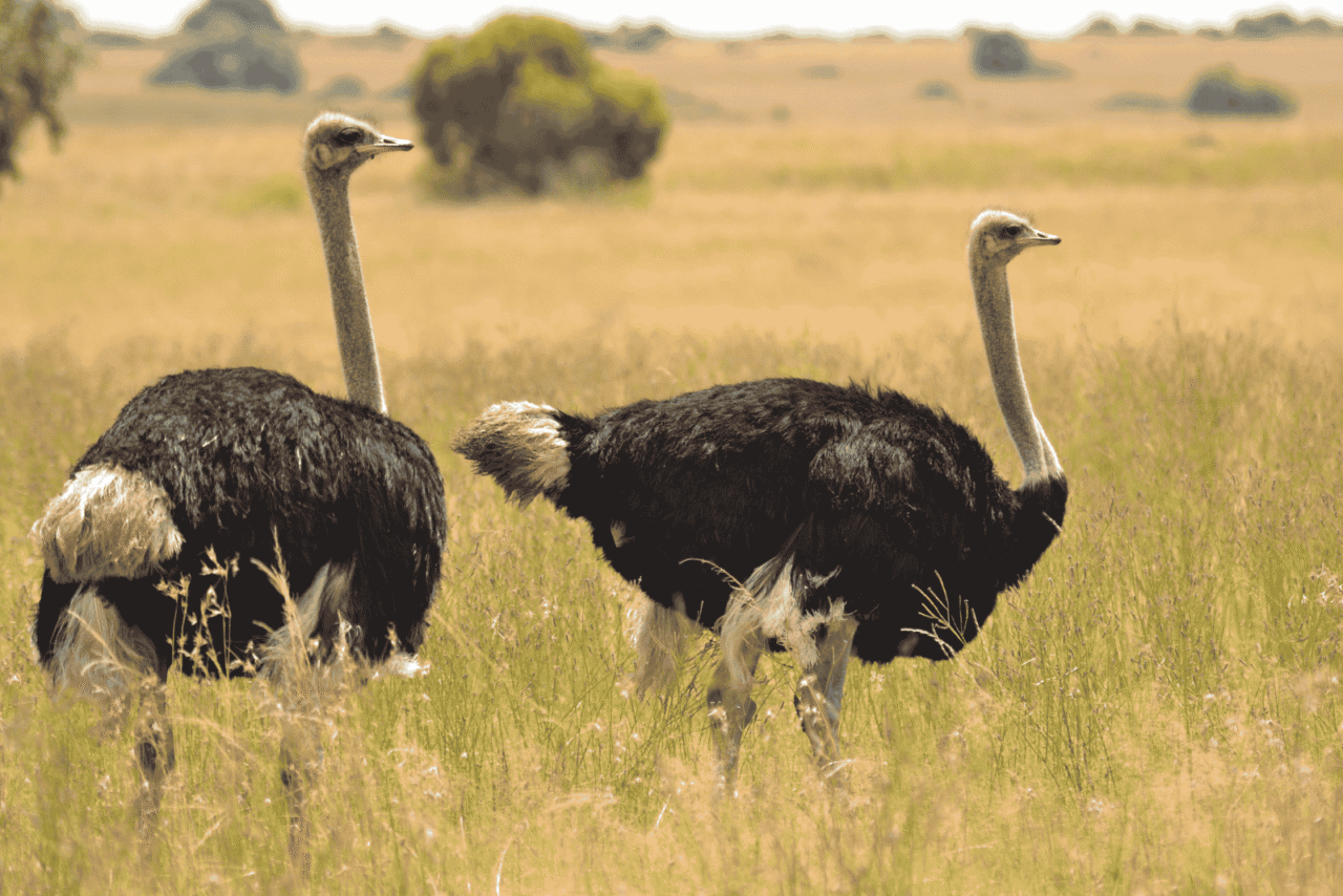 Two large ostriches with white and black plumage stand on yellow grasslands. They're facing left away from the camera.