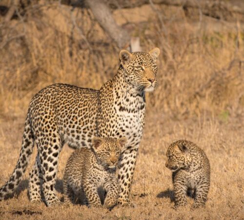 A mother leopard and her two cubs stand in a savannah of golden grasses in Sabi Sands near Londolozi Lodge in South Africa.