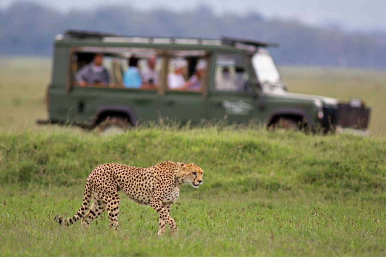 A cheetah stalks through the grass and a safari Jeep is behind it.