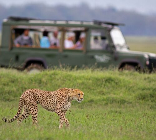 A cheetah stalks through the grass and a safari Jeep is behind it.