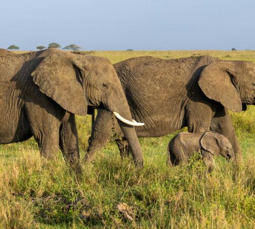 A herd of elephants walk in the green grasses of the Serengeti in the green season.
