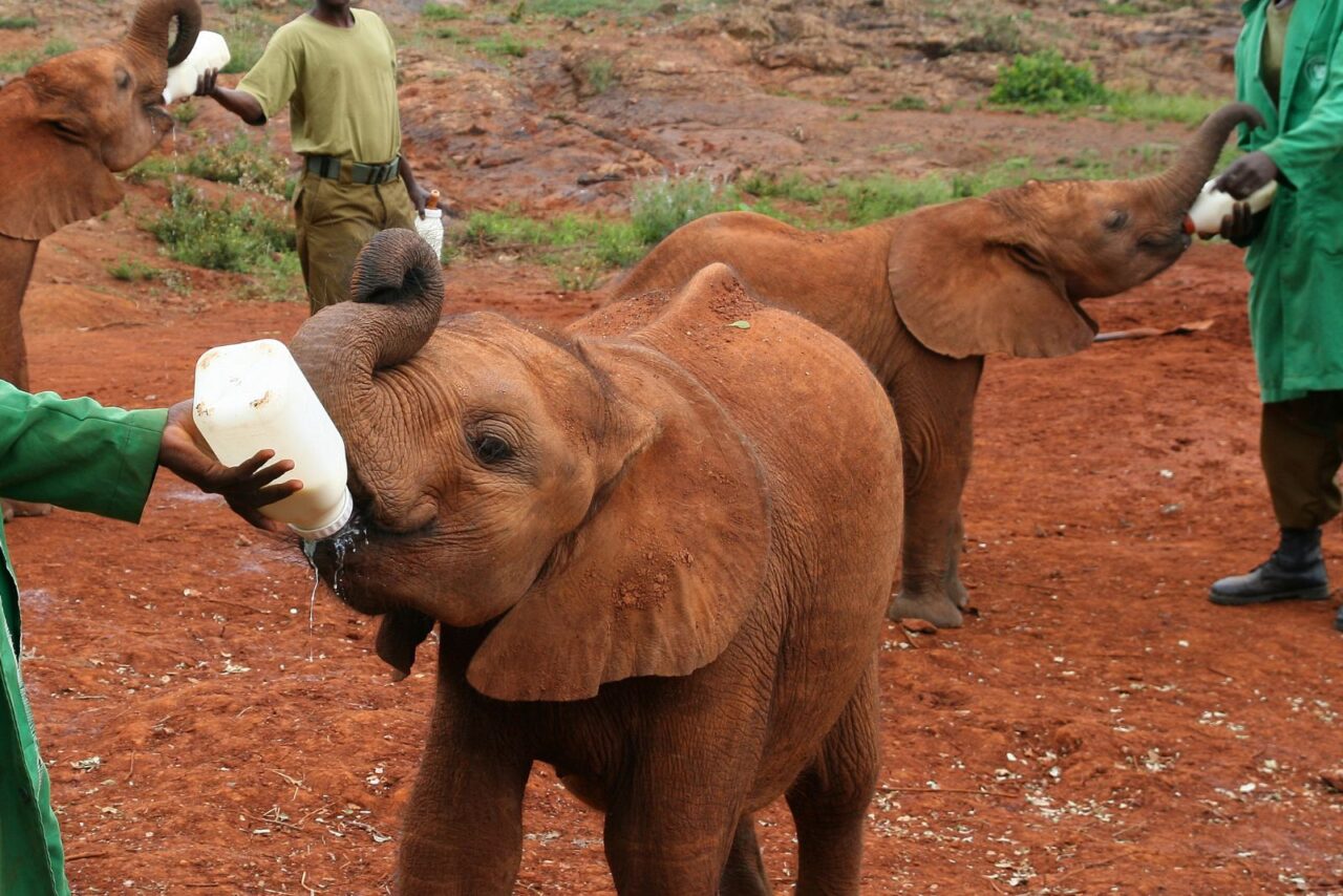 Baby elephants covered in reddish mud feed from bottles their carers are holding. The Sheldrick Trust in Kenya is one of the best places to visit on a Christmas safari.