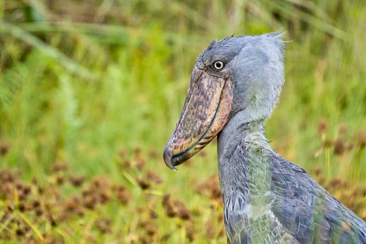 A bucket list for many birding safaris, the shoebill is a large grey feathered bird with a huge beak and yellow eyes. It looks prehistoric.