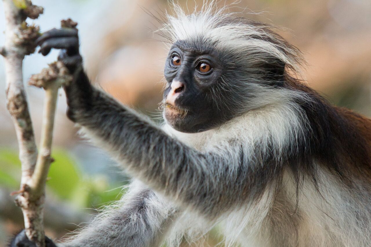 A red colobus monkey stares left, facing away from the camera. It has black and white fur. This monkey is endemic to Zanzibar.