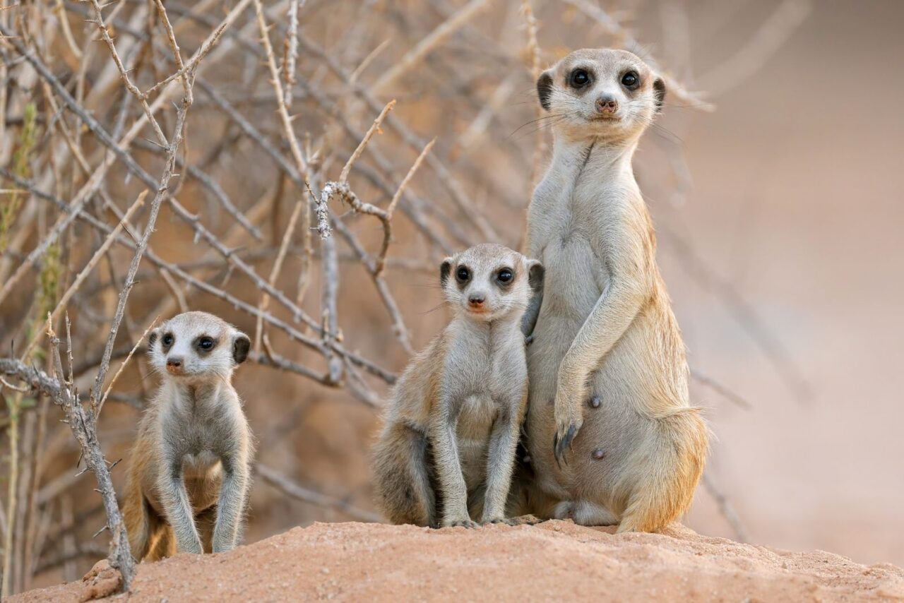 A mother meerkat and two kits standing in the sand