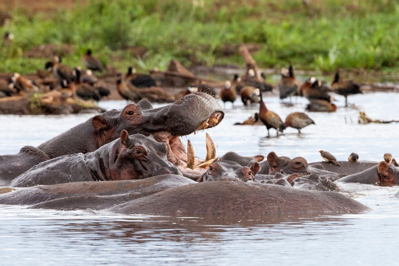Hippos wallow in water in Lake Manyara National Park in Tanzania. It's part of the Northern Circuit which is one of the top reasons to visit Tanzania for a luxury safari.