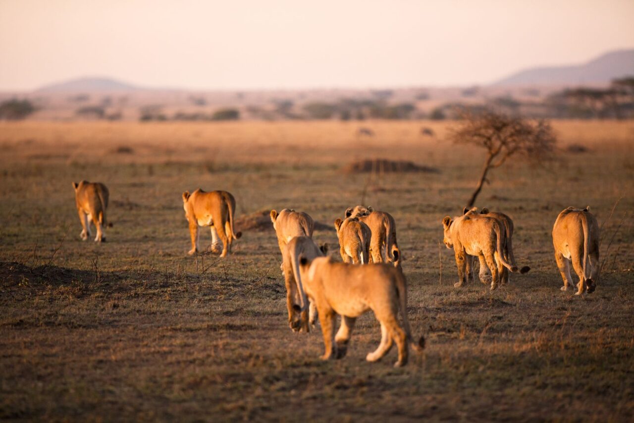 A pride of lions walk away from the camera in the dawn light in the Serengeti.