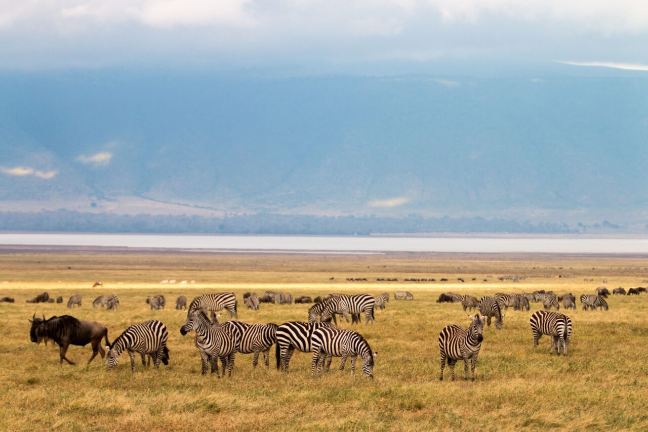 Some zebra graze yellowish grasses and behind them is the faint outline of the Ngorongoro crater in Tanzania, one of the best places to go on a Christmas safari.