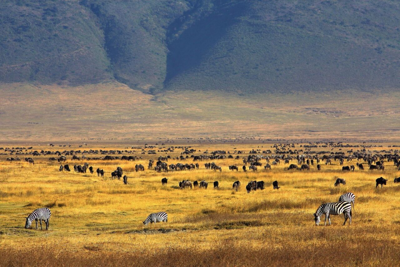 Ngorongoro Crater with wildebeest and zebra.