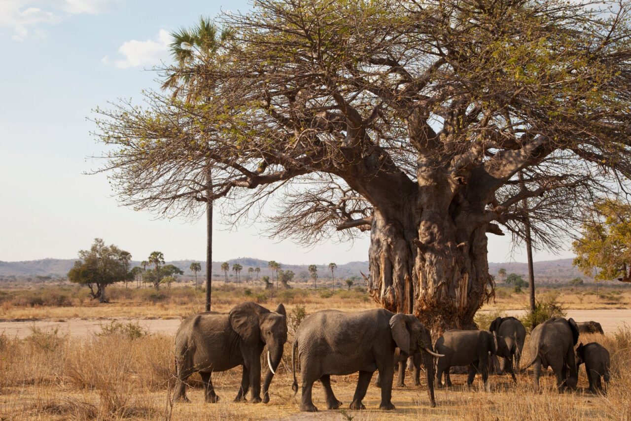 A family of elephants