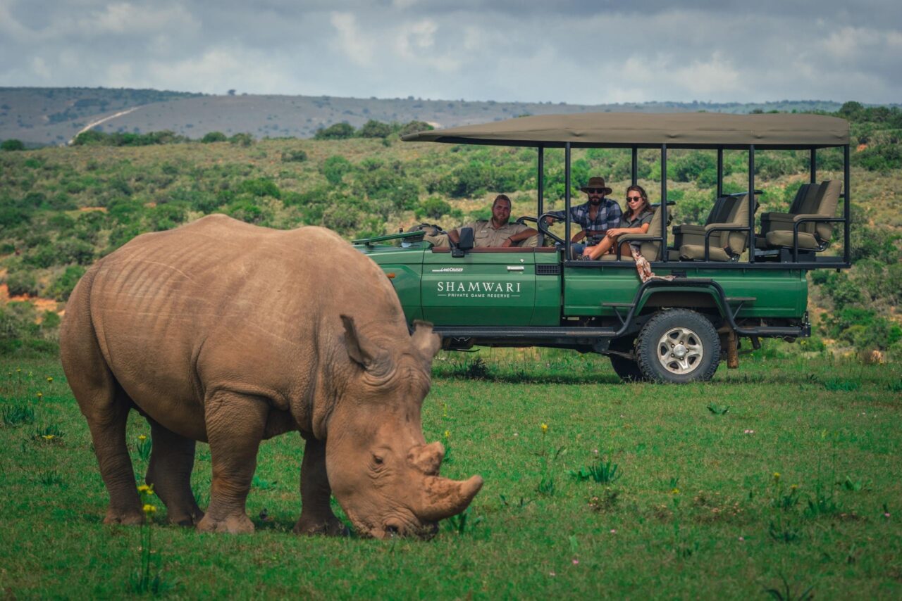 A rhino grazes the green grass at Shamwari Private Game Reserve in South Africa.