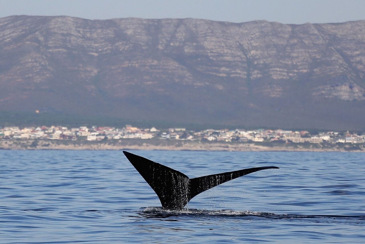 A whale tail in the blue ocean with Cape Town in the distance.
