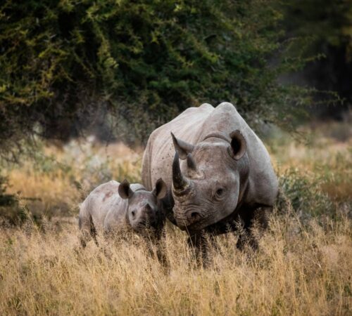 A rhino and her calf in South Africa.