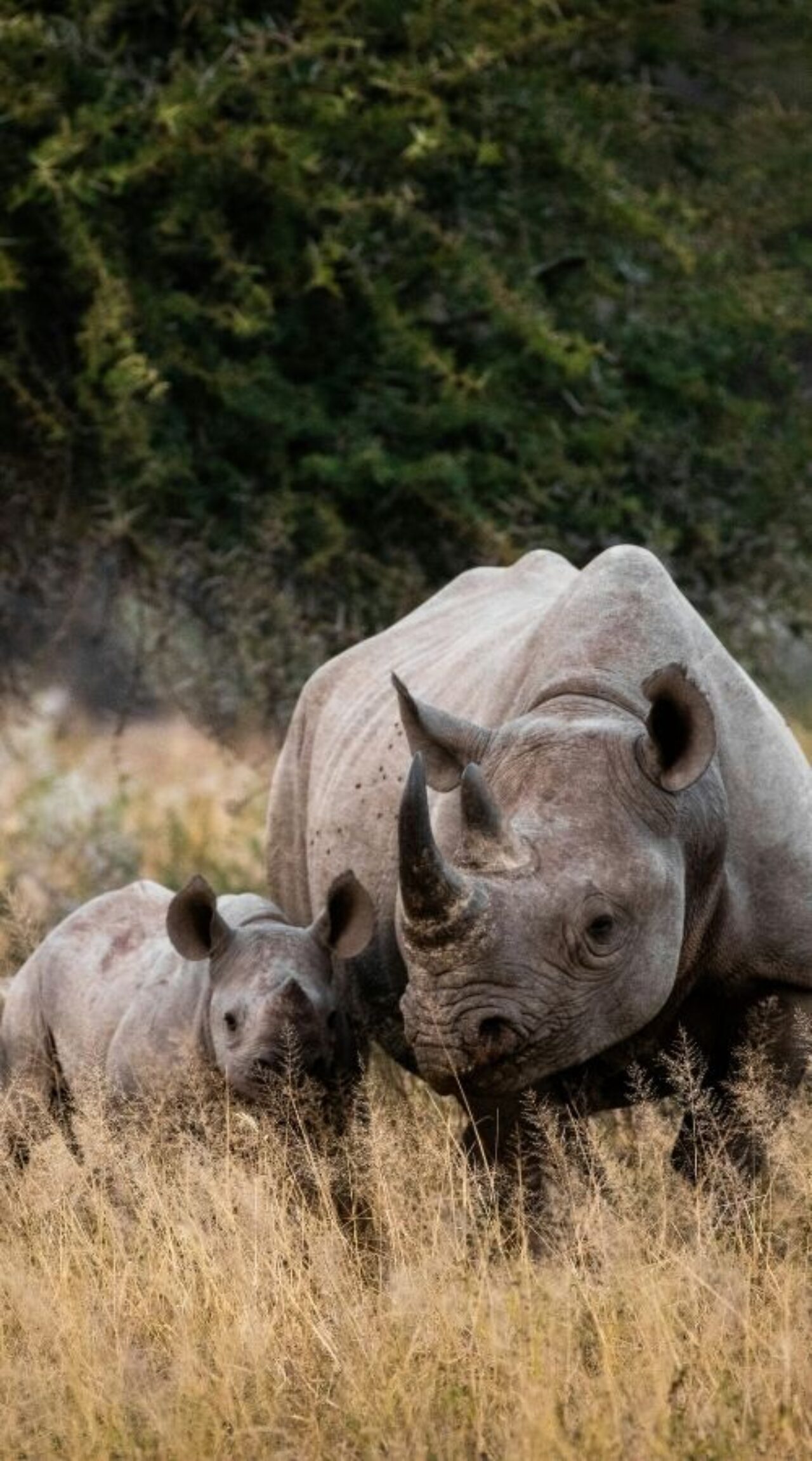 A rhino and her calf in South Africa.