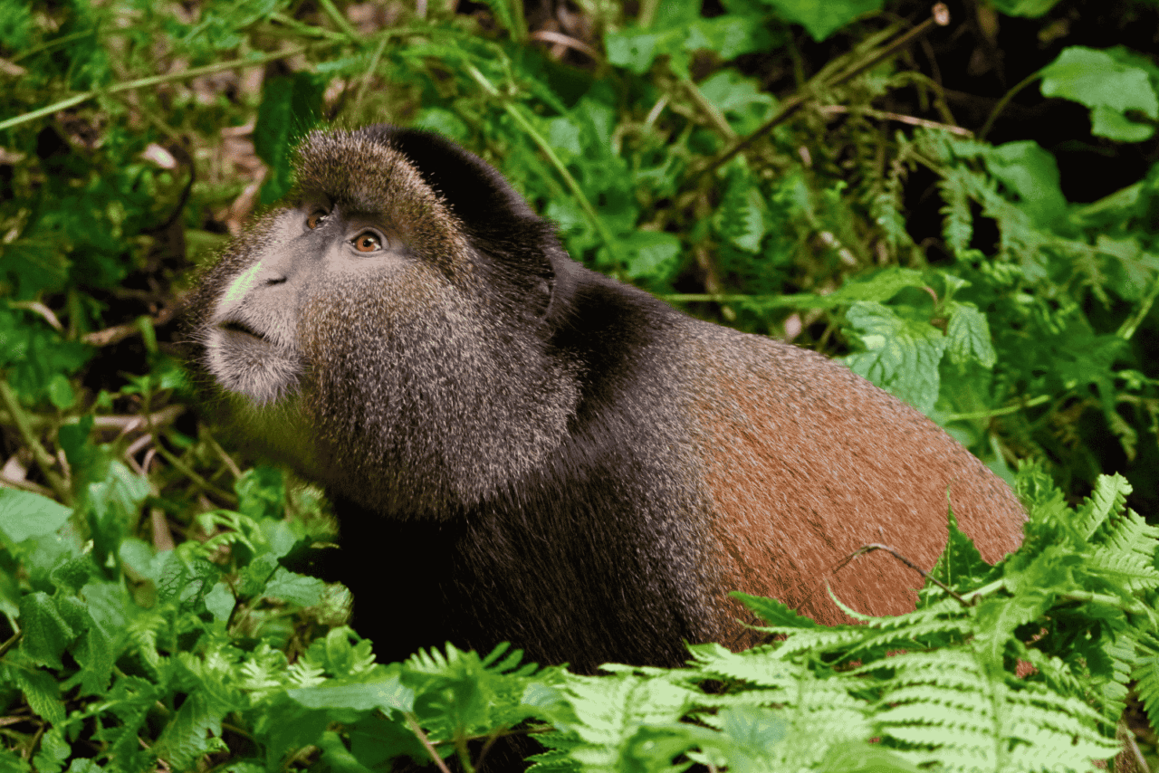 A brown and black-furred monkey looks to the left of the camera. A golden monkey in Rwanda.