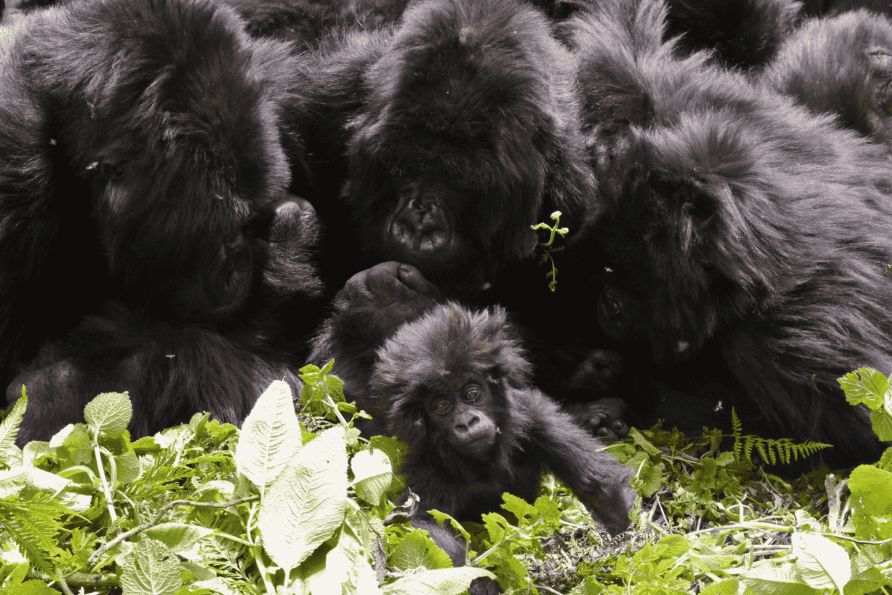 Three gorillas huddle around a baby gorilla that's looking straight ahead at the camera.