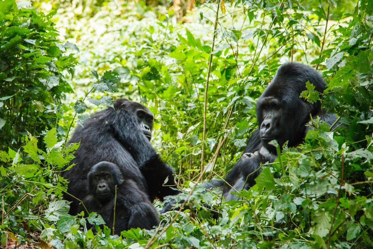 A family of gorillas sit surrounded by leaves. A young baby looks straight at the camera.