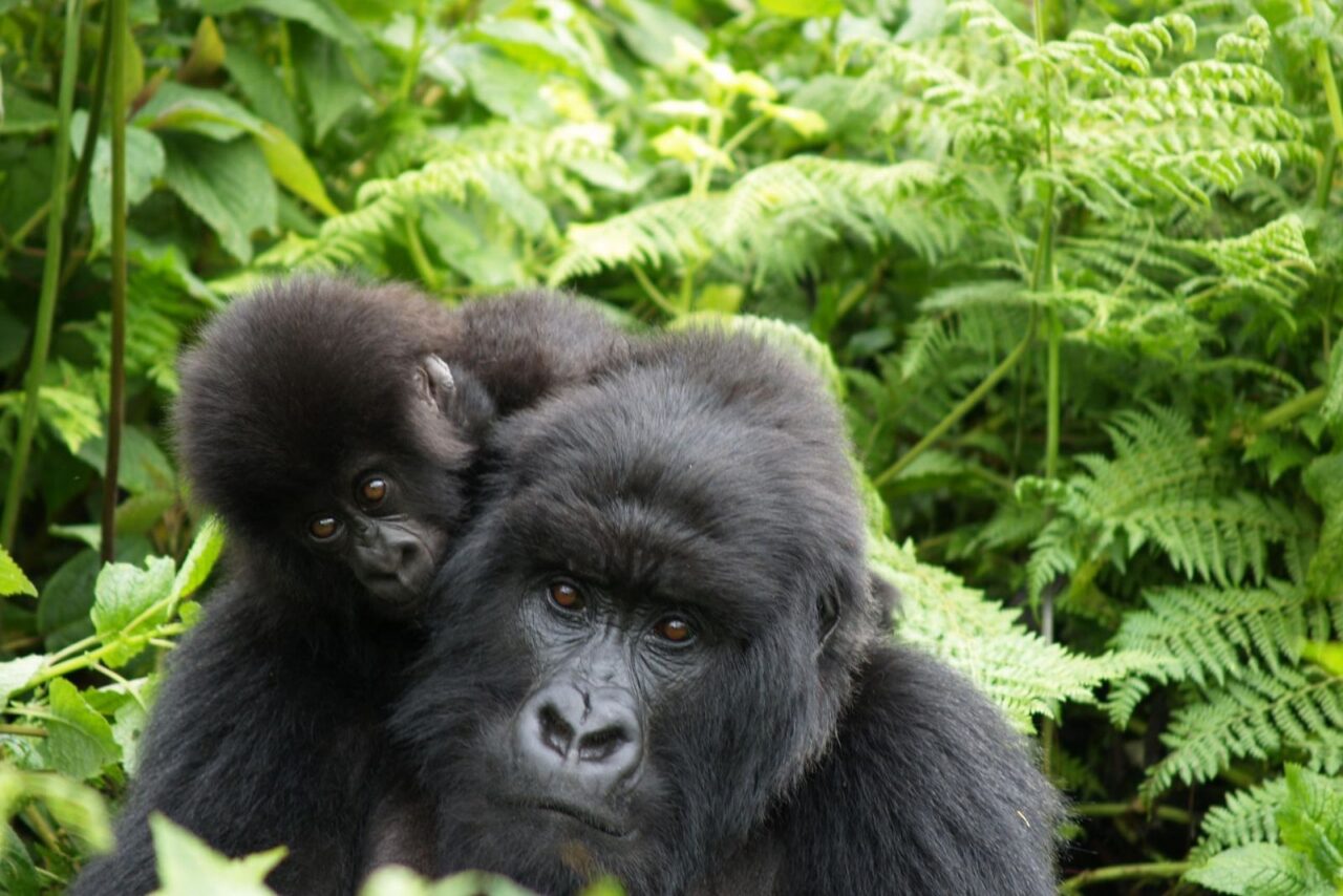 A gorilla mum looks straight at the camera with a baby on her back.