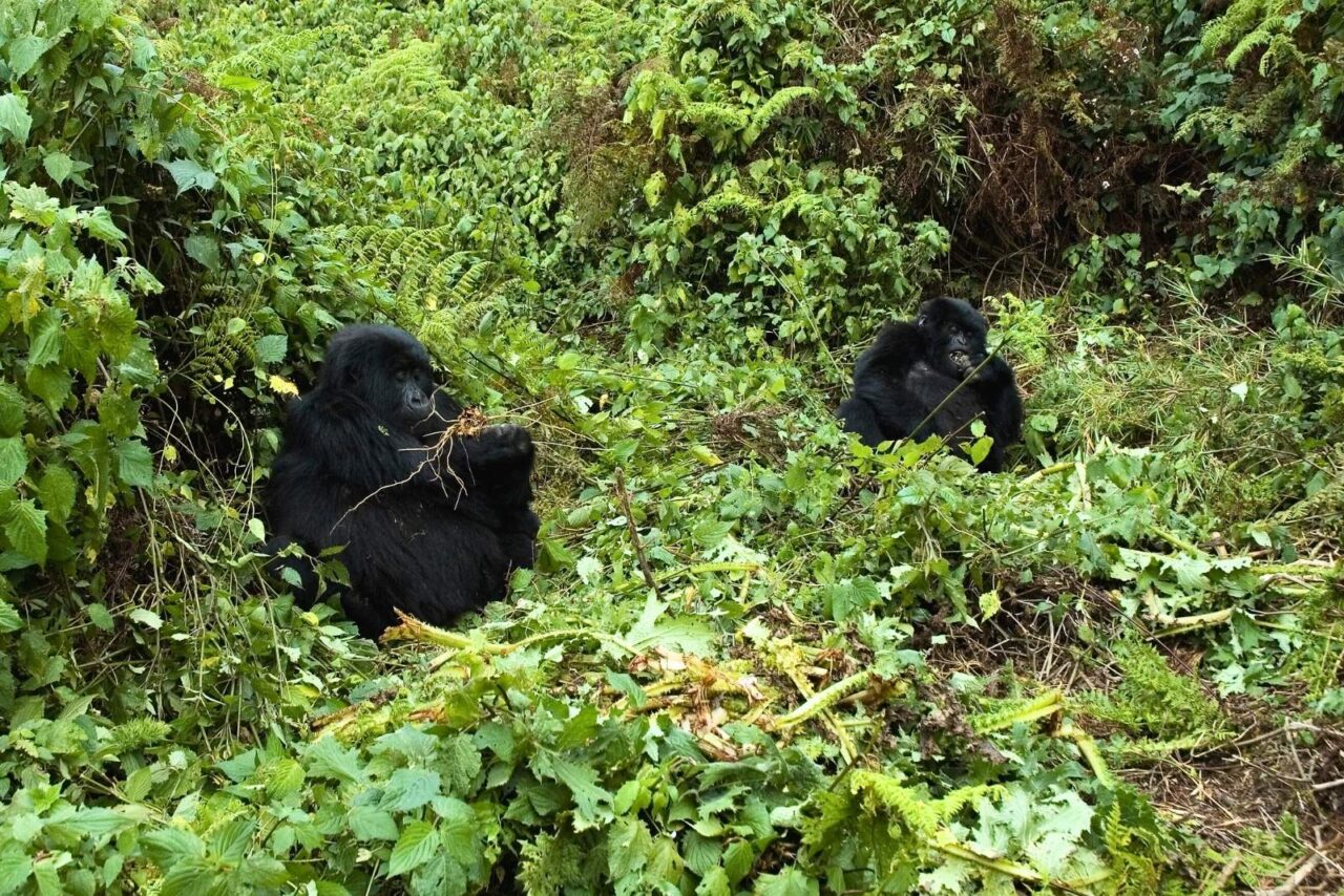 Two gorillas sit on the jungle floor eating.