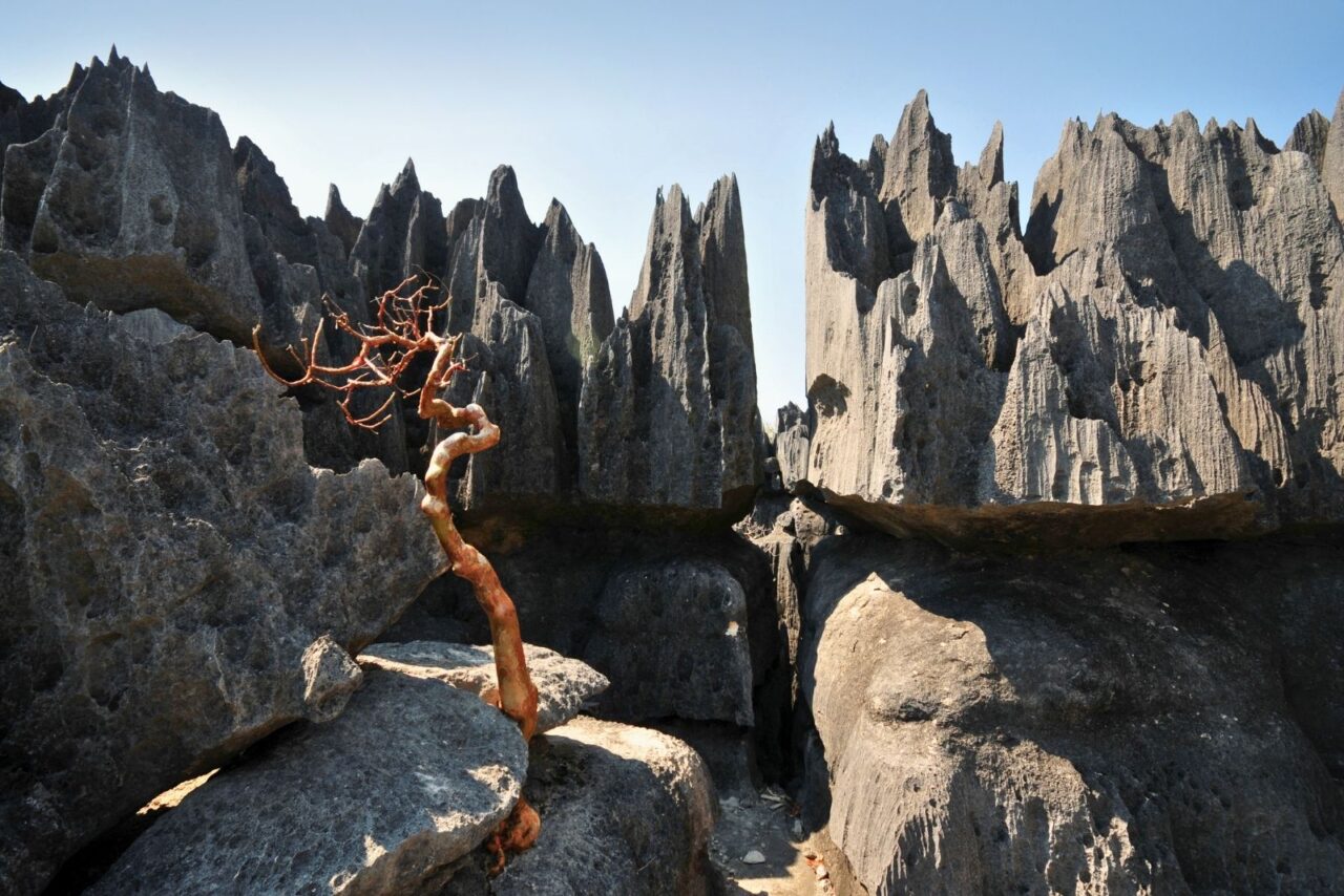 Needle sharp rocks and a twisting trunk of a tree in