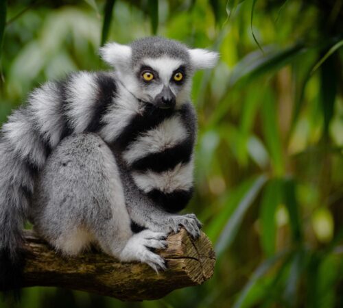 Hero image for top 5 reasons to visit Madagascar. A ring-tailed lemur sits on a branch with its tail wrapped around it.