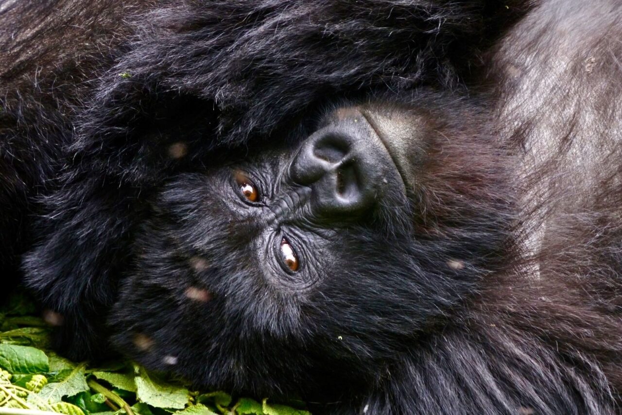 A close-up of a gorilla looking at the camera. A gorilla trek is one of the top reasons to visit Rwanda.