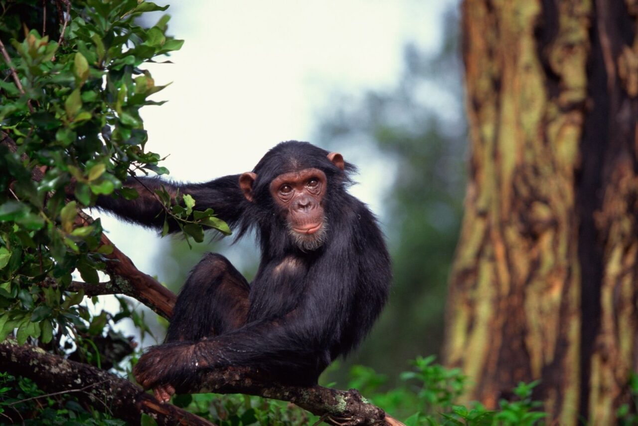 A chimpanzee sits on a branch in Rwanda.