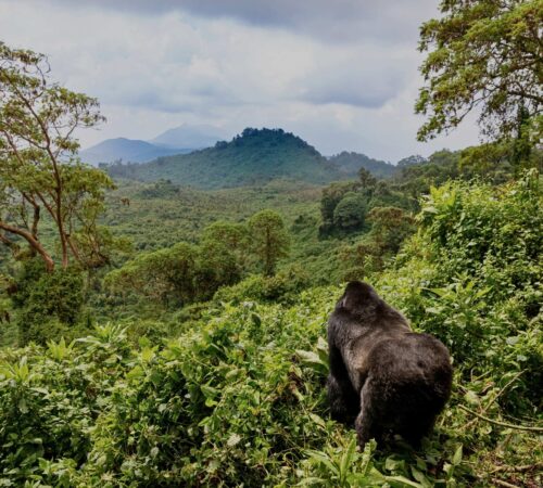Gorilla looking out at Volcanoes National Park surrounded by forest in Rwanda.