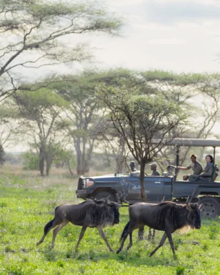 Looking to experience the Serengeti without the crowds?

We've got the answer - check it out during the green season! It still offers plenty of game viewing and predator activity, and this time of year is fantastic if you're looking for a more exclusive experience in Tanzania.

Get in touch for more tips and tricks for planning your perfect safari. 

#safari #serengeti #africatravel #luxury #travel #inspiration #travelinspiration #holiday #Explore #luxuryretreat 

📷 [Legendary Expeditions]
